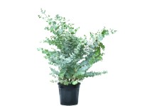 GROW by OBI Azura eukaliptusz mag. kb. 50-60 cm cserép 10 l Eucalyptus gunnii GROW by OBI Azura eukaliptusz mag. kb. 50-60 cm cserép 10 l Eucalyptus gunnii