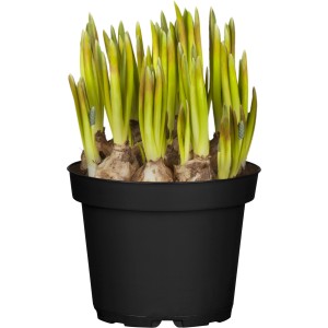 'Twin' szőlőjácint cserépben, kb. 12 cm Ø. Tavaszi virágzó növény ágyásokba, erkélyekre és dézsákba.