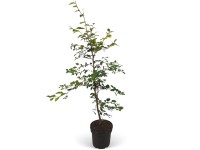 Bükk készlet 50 darab magasság kb. 80-100 cm cserép kb. 2 l Fagus sylvatica Bükk készlet 50 darab magasság kb. 80-100 cm cserép kb. 2 l Fagus sylvatica