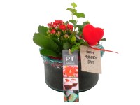 Tömött korallvirág üvegcserépben cserépátmérő kb. 14 cm Kalanchoe blossfeldiana Tömött korallvirág üvegcserépben cserépátmérő kb. 14 cm Kalanchoe blossfeldiana
