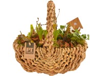 Kompozíció különböző tavaszi virágokkal fűzfakosárban cserépátmérő: kb. 30 cm