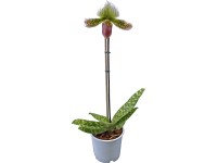 Boldogasszony papucsa egyszárú 