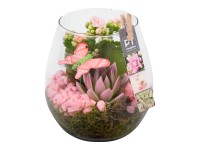 Szobanövény válogatás üvegcserépben cserépátmérő kb. 15 cm