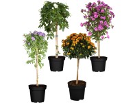 Virágzó cserepes növények cserépátmérő kb. 19 cm