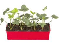 Senga Sengana eper, 10 darabos tálca Senga Sengana eper, 10 darabos tálca