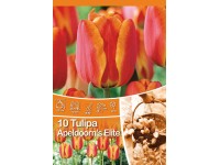 Apeldoorns Elite tulipán Apeldoorns Elite tulipán