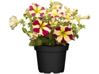 Petúnia (Petunia amore) Petúnia (Petunia amore)