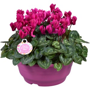 Rózsaszín ciklámen (Cyclamen persicum) rózsaszín cserépben, kültéri cserepes növény.