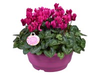 Ciklámen cserépben cserépátmérő kb. 23 cm Cyclamen persicum