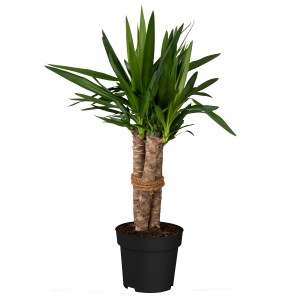 Palmlilie (Yucca filamentosa) fekete cserépben, kb. 23 cm Ø, zöld levelek.