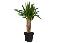 Kültéri pálmaliliom Fehér cserépátmérő kb. 23 cm Yucca filamentosa
