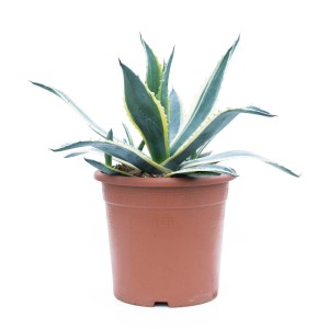 Amerikai agávé (Agave americana) cserépben, dekoratív növény a GROW by OBI-tól.