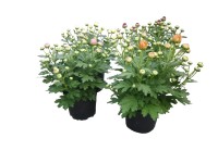 Chrysanthem Pretty Pemba 10,5 cm