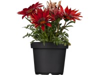 Záporvirág cserépátmérő: kb. 11 cm Gazania Záporvirág cserépátmérő: kb. 11 cm Gazania