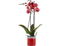 Lepkeorchidea 