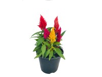 Kakastaréj 14 cm-es cserépben Kakastaréj 14 cm-es cserépben