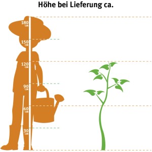 Grafika a magnólia szállítási magasságát mutatja (kb. 100-120 cm). Összehasonlítás egy személlyel.