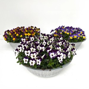 Szarvacskás árvácska cink edényben, különböző színekben, cserép átmérője kb. 29 cm.