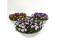 Szarvacskás árvácska cinkcserépben cserépátmérő kb. 29 cm Viola