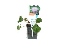 OBI tavirózsa OBI tavirózsa