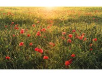 Vlies fotótapéta Poppy World 450 cm x 280 cm Vlies fotótapéta Poppy World 450 cm x 280 cm