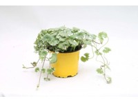 Glechoma sárga 10,5 cm Glechoma sárga 10,5 cm