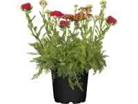 GROW by OBI közönséges cickafark kb. 10 cm - 20 cm Achillea