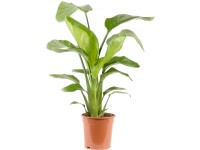 GROW by OBI Kék papagájvirág magassága 90 cm+ cs.átm.: 21 cm Strelitzia nicolai