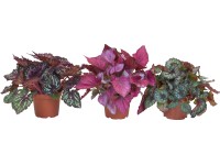 Királybegónia cserépcsomagolásban cserépátmérő: kb. 12 cm (Begonia)