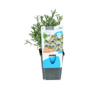 Angol vízi menta rózsaszín cserépben, robusztus tavi növény partokra és vizes élőhelyekre.