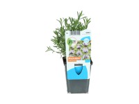 OBI angol menta rózsaszín cserépátmérő: kb. 9 cm Preslia Cervina