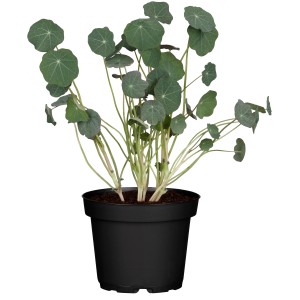 Kapucinusvirág cserépben, kb. 40-60 cm magas. Kúszónövény kerek levelekkel.