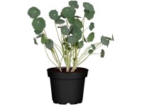 Sarkantyúka magasság kb. 40-60 cm cserépátmérő kb. 13 cm Tropaeolum peregrinum Sarkantyúka magasság kb. 40-60 cm cserépátmérő kb. 13 cm Tropaeolum peregrinum