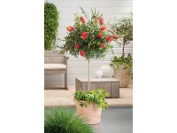 Kefevirág Kefevirág