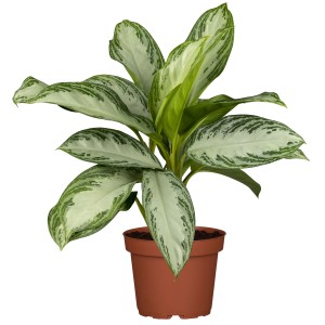 Díszlevél (Aglaonema) cserépben, kb. 40 cm magas, zöld-ezüst mintás levelekkel.