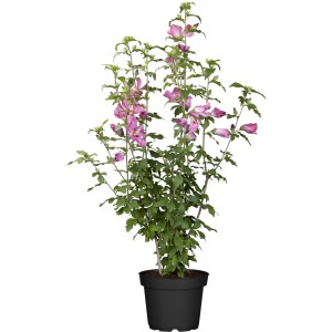 Virágzó OBI hibiszkusz cserépben, rózsaszín virágok és zöld levelek.