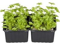 Petrezselyem 6 darabos tálca Petroselinum crispum Petrezselyem 6 darabos tálca Petroselinum crispum