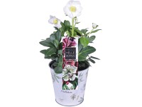 Fekete hunyor fehér cinkedényben cserépátmérő: kb. 12 cm