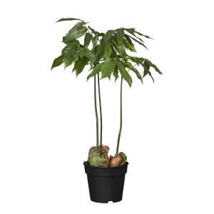 Ausztrál gesztenye (babfa) cserépben, kb. 60 cm magas, szobanövény zöld levelekkel.