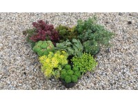 Sedum sempervivum mix 9 cm