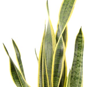 Szobai kígyónövény Laurentii, Sansevieria trifasciata, sárga szélű, zöld levelekkel.