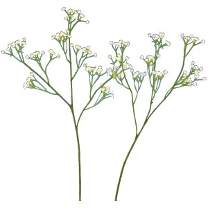 Két szál mű Gypsophila fátyolvirág apró fehér virágokkal, 57 cm magas.
