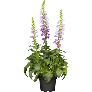 Rózsaszín GROW by OBI gyűszűvirág (Digitalis) cserépben, kb. 19 cm Ø. Méhbarát kerti virág.