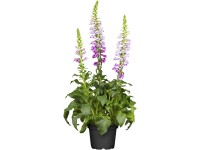 OBI gyűszűvirág rózsaszín cserépátmérő: kb. 19 cm Digitalis OBI gyűszűvirág rózsaszín cserépátmérő: kb. 19 cm Digitalis