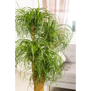 Elefántláb növény (Beaucarnea recurvata), kb. 120-140 cm magas, cserépben. Szobanövény hosszú, elágazó törzzsel és zöld levelekkel.