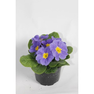 Kék-lila Primula cserépben sárga virágközéppel.