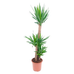 Yucca elephantipes pálmaliliom 3 törzzsel cserépben, egy dekoratív szobanövény.