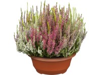 Bimbóvirágú hanga 