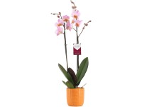 Lepkeorchidea 