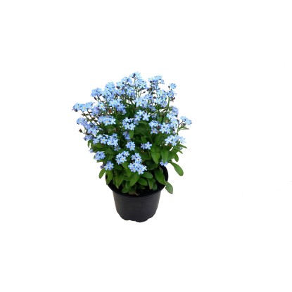 Kerti nefelejcs (Myosotis sylvatica)